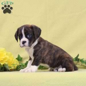 Benji, Boston Terrier Mix Puppy